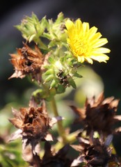 Berkheya erysithales