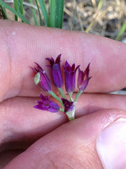 Allium bolanderi
