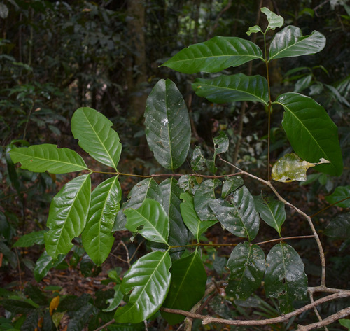 Salacia disepala, 2023-11-21