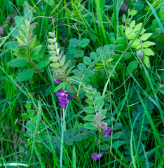 Vicia sepium