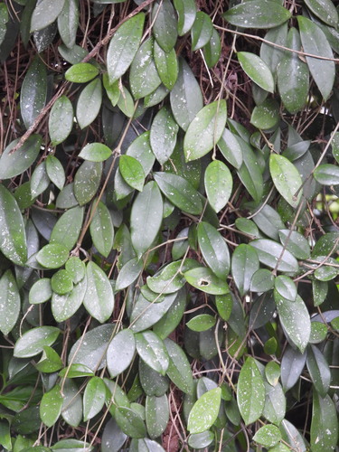 Flor-de-cera