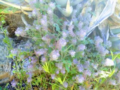 Phacelia cryptantha