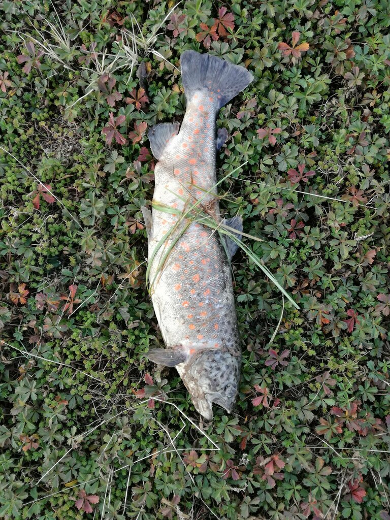 Northern Italian Brook Trout