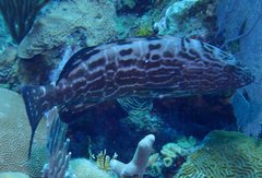 Mycteroperca bonaci