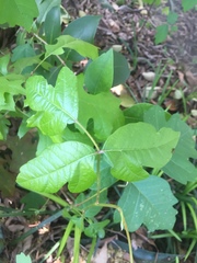 Toxicodendron radicans