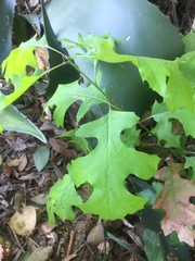 Toxicodendron radicans