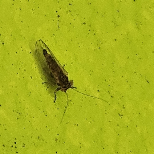Tipu psyllid photo 5
