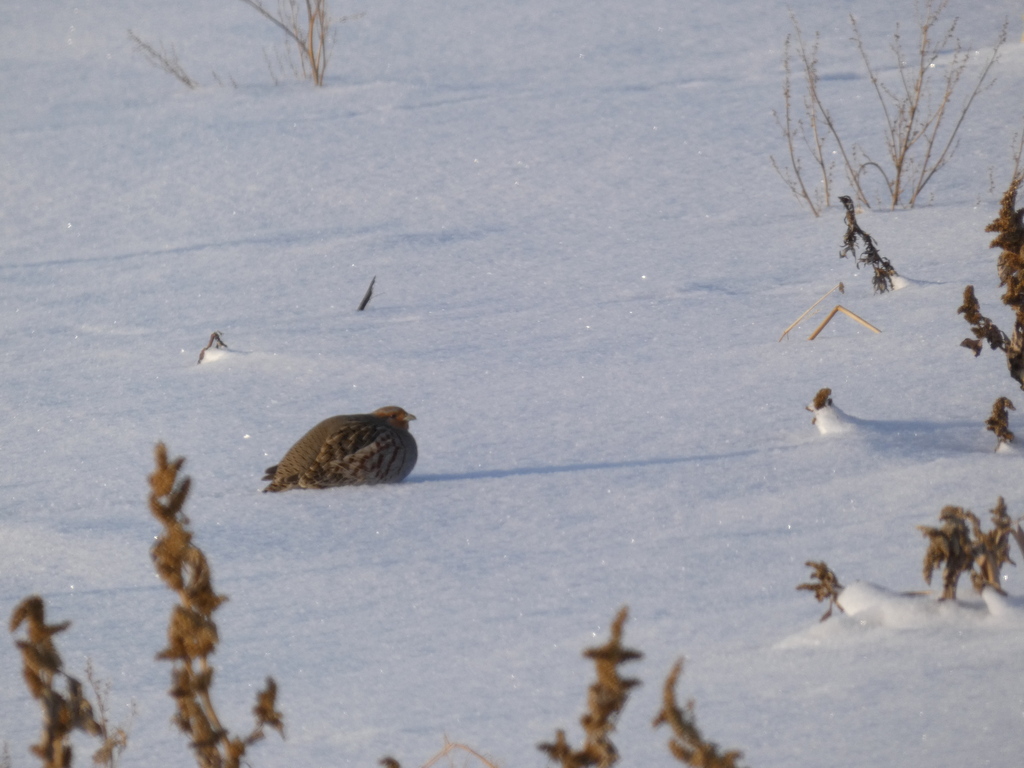 Gray Partridge From On   Large 