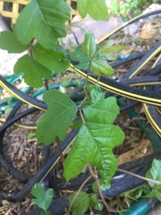 Toxicodendron radicans