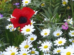 Papaver apulum