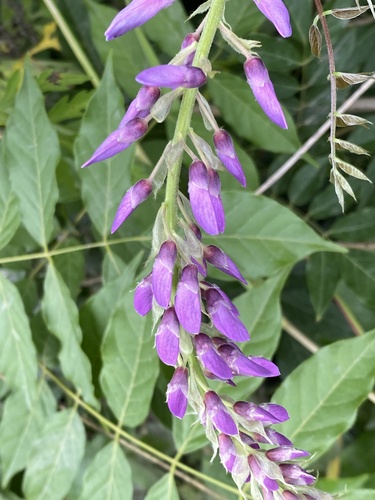 Glicínia
