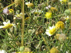 Eupholidoptera cephalonica