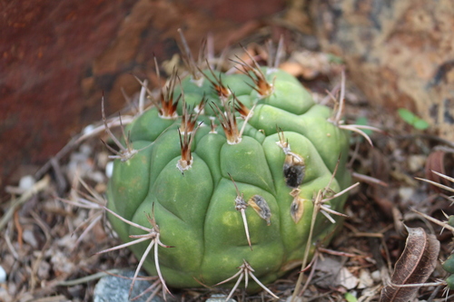 Matucana weberbaueri