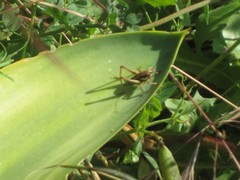Eupholidoptera cephalonica