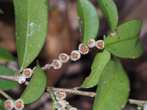 Eurya aureopunctata