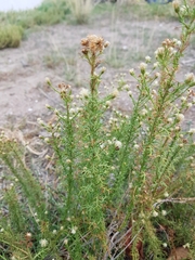 Baccharis ulicina