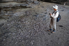 Choromytilus meridionalis