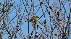 Setophaga palmarum hypochrysea