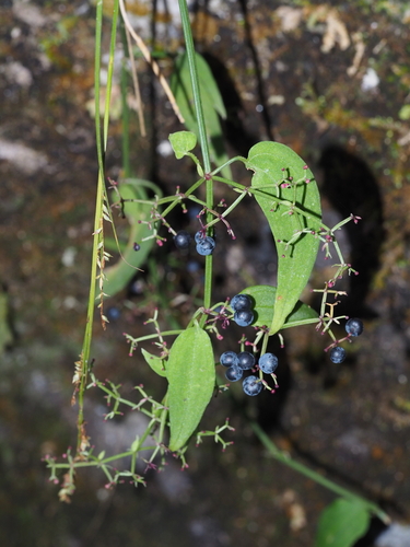 Rubia alata observed 2023-12-21
