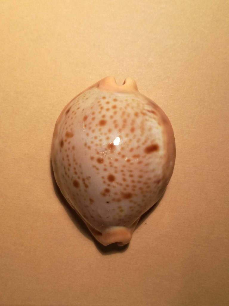 Raybaudia