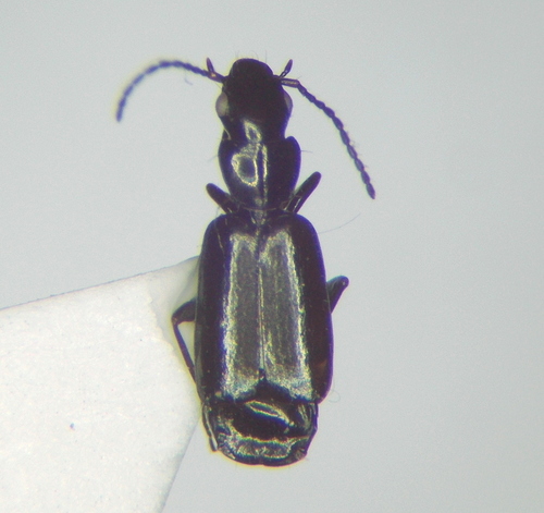 Microlestes fulvibasis