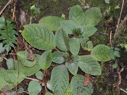 Oreocharis auricula var. denticulata
