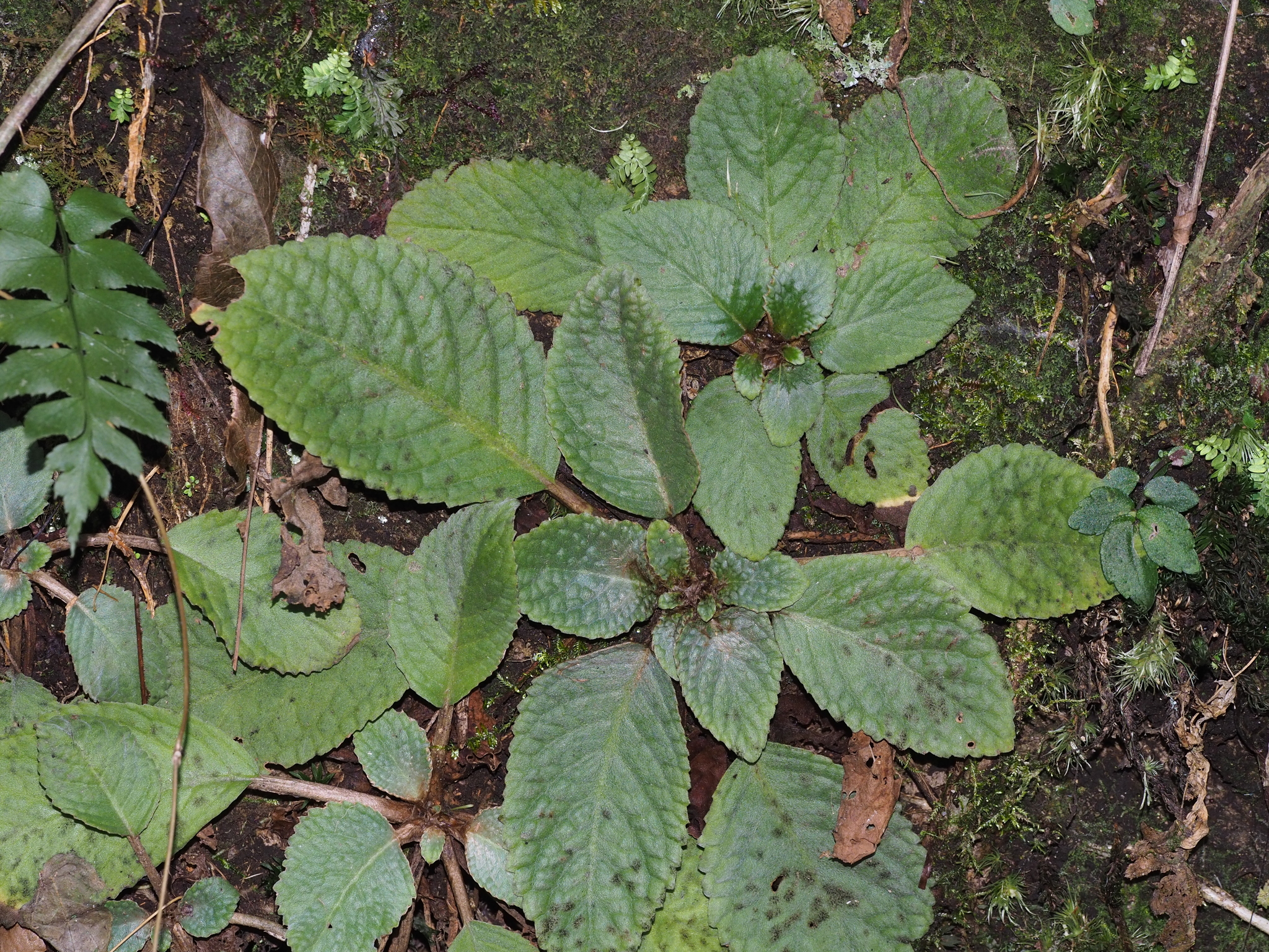Oreocharis auricula var. denticulata