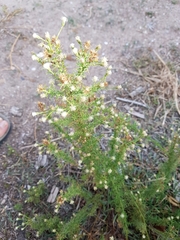 Baccharis ulicina