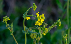 Brassica rapa