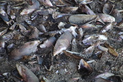 Choromytilus meridionalis