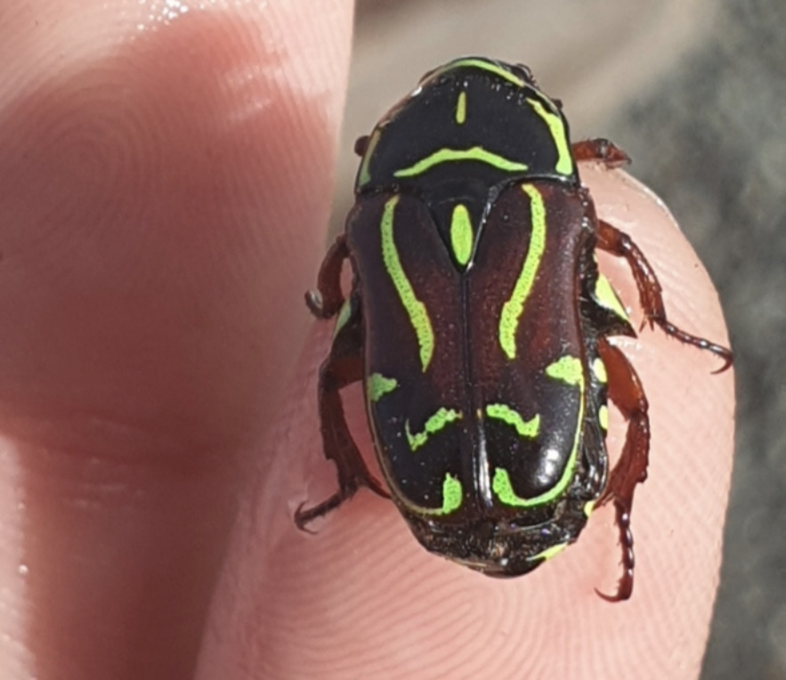 Fiddler Beetle from Ariadne St, Maryborough, QLD, AU on January 5, 2024 ...