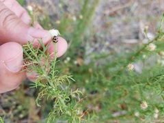 Baccharis ulicina