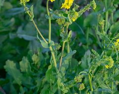 Brassica rapa
