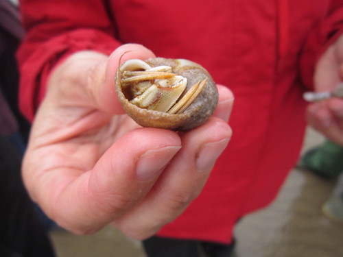 Pagurus bernhardus