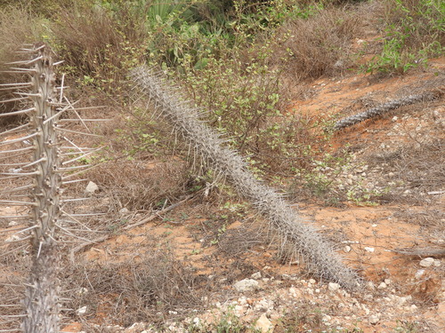 Image of Didierea madagascariensis by (c) amantedarmanin, some rights reserved (CC BY)