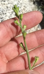 Delphinium parishii subglobosum
