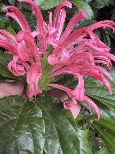 Foto de Quaresmeira