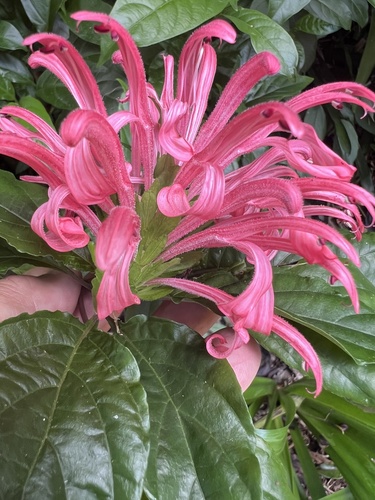 Foto de Quaresmeira