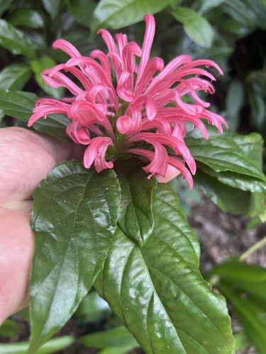Foto de Quaresmeira