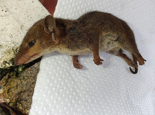 Northern Three-striped Opossum