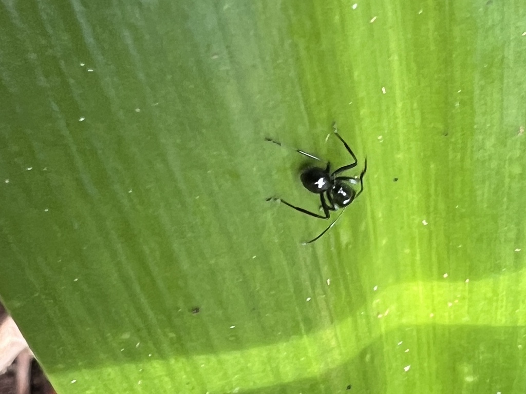 Dome-backed Spiny Ants from Kureen Rd, Kureen, QLD, AU on January 5 ...