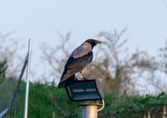 Corvus cornix