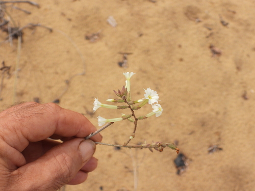 Image of Plumbago Aphylla (Plumbago aphylla) by (c) amantedarmanin, some rights reserved (CC BY)