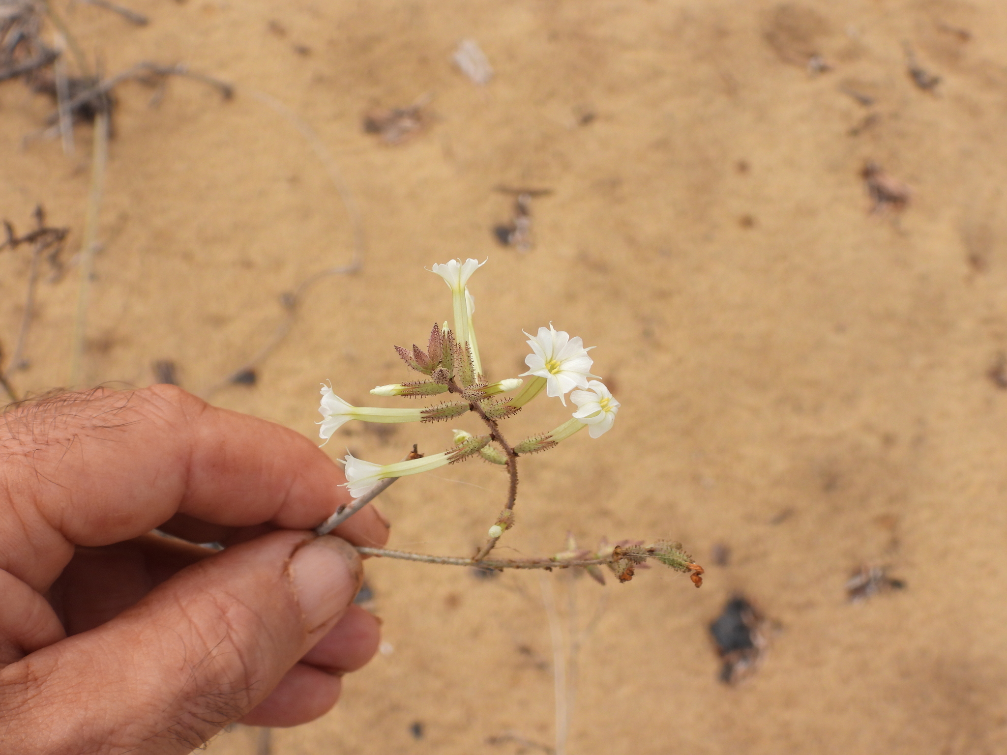 Plumbago aphylla