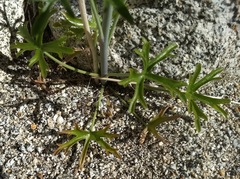 Delphinium parishii subglobosum