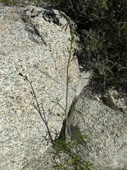 Delphinium parishii subglobosum