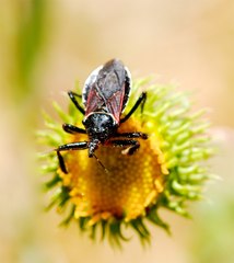 Apiomerus californicus