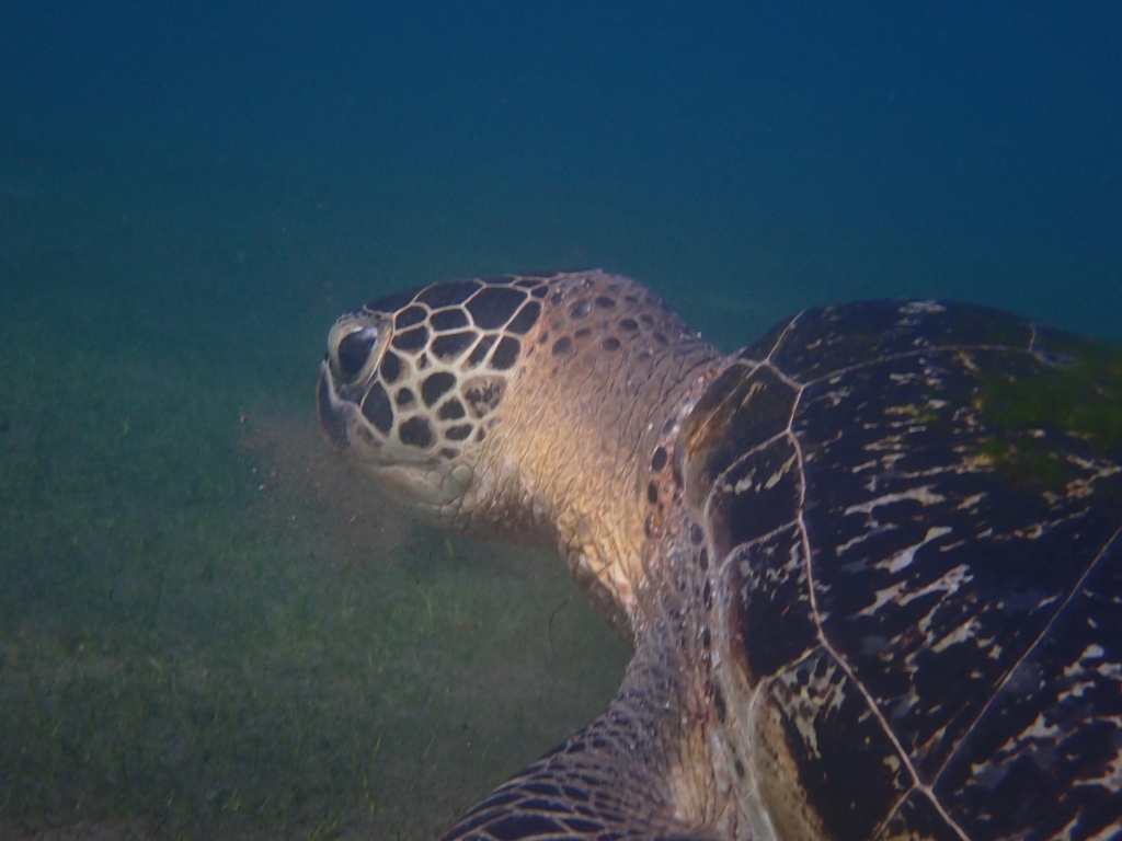 Green Sea Turtle In January 2024 By Frase4days INaturalist   Large 