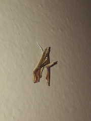 Agathodes designalis