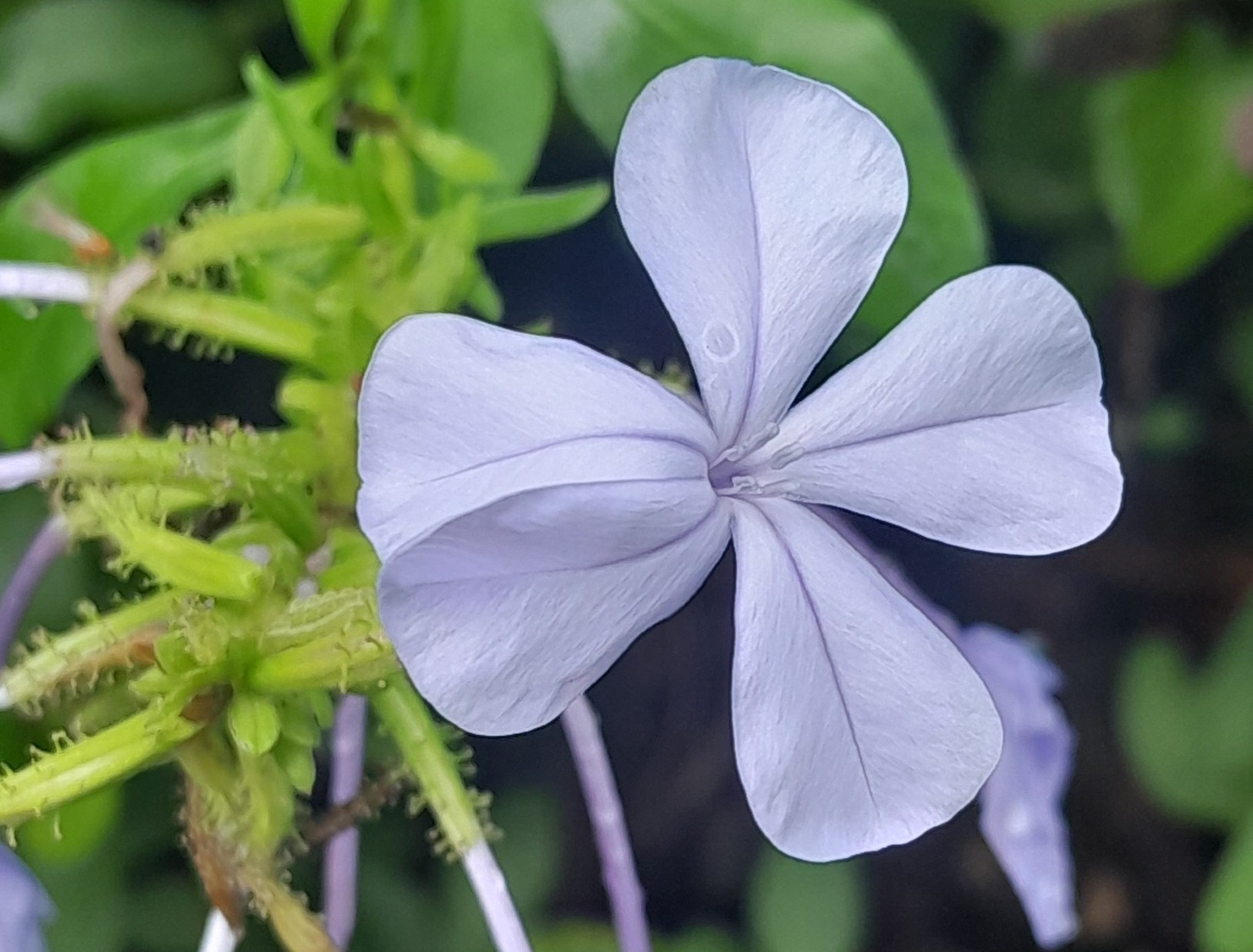 Imagem de Jasmim-azul